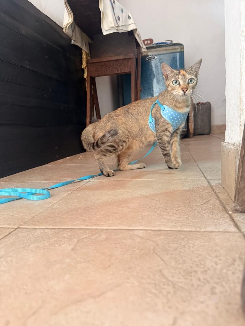 Gata · Mestiza · Tricolor
