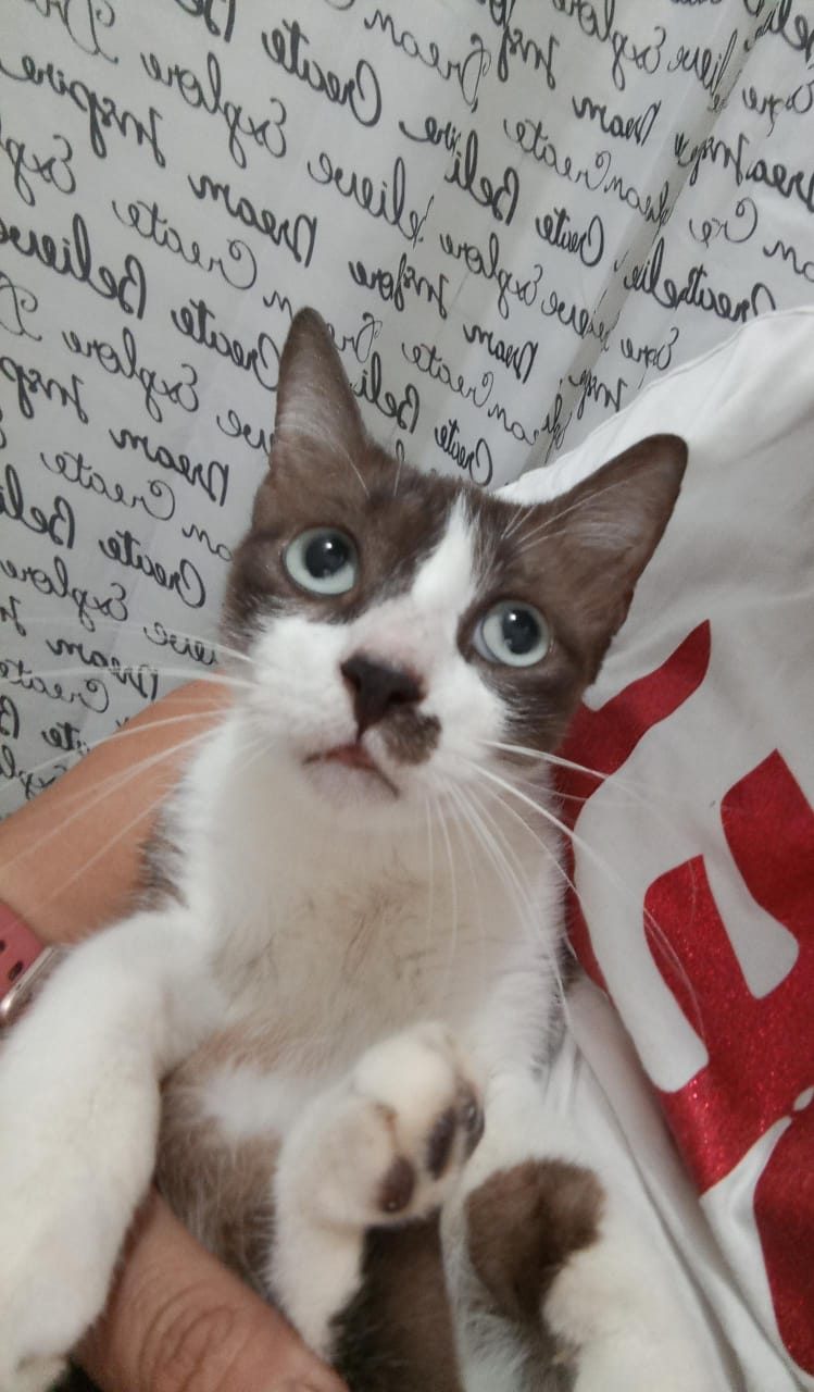 Gato · Mestizo · Marrón con blanco