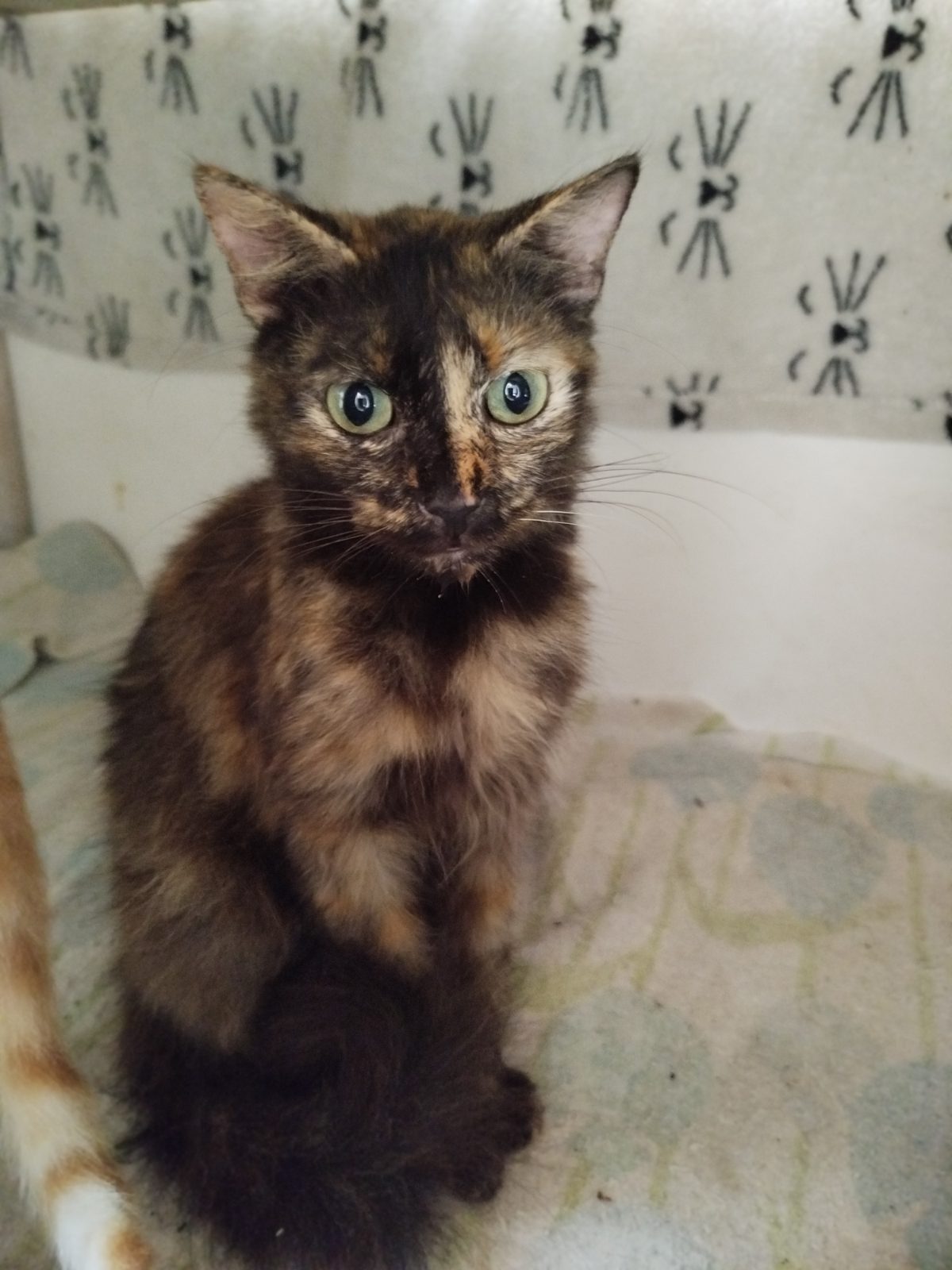 Gata · Mestiza · Carey