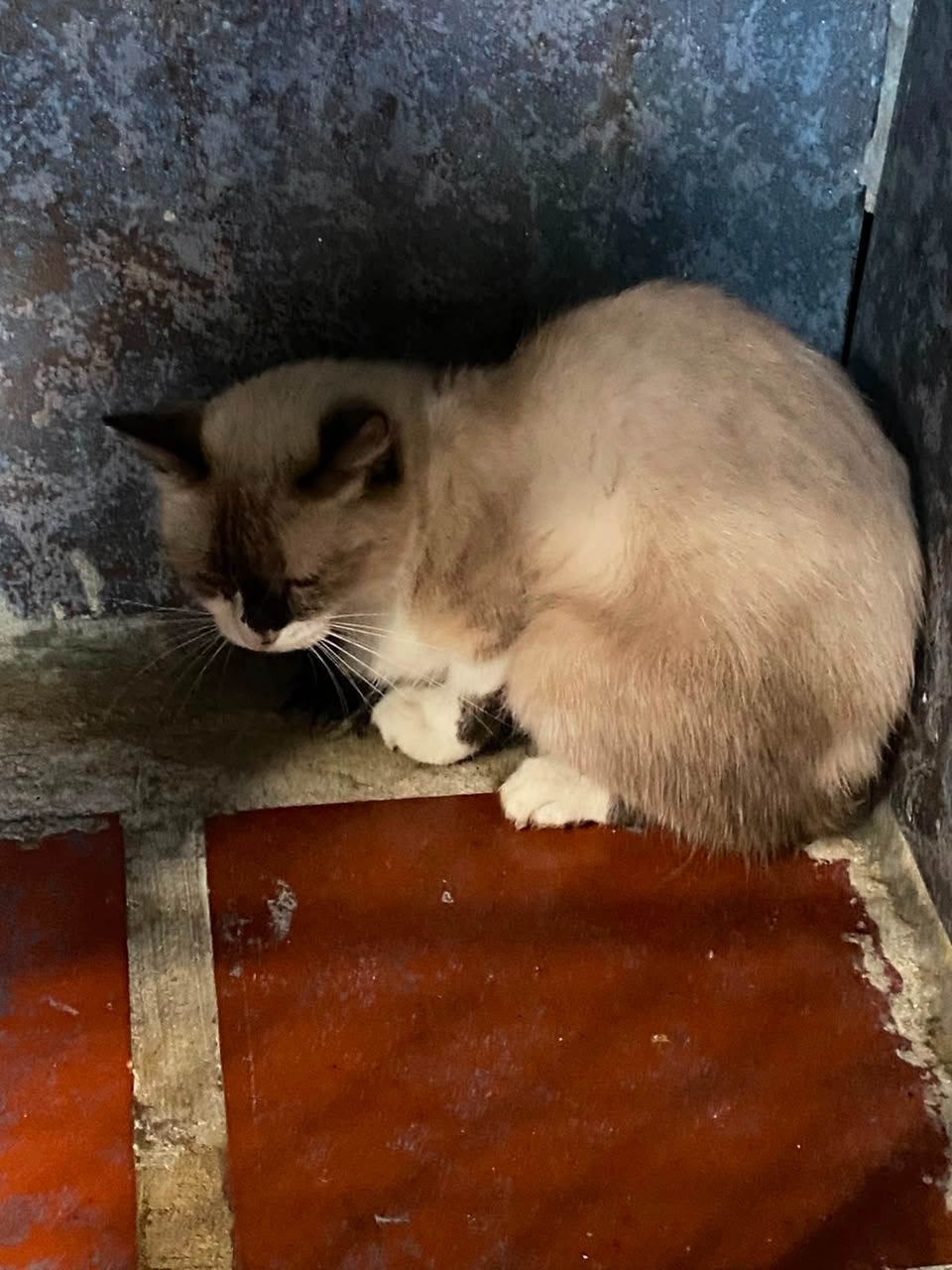 Gato · Tipo siames · Beige y marron