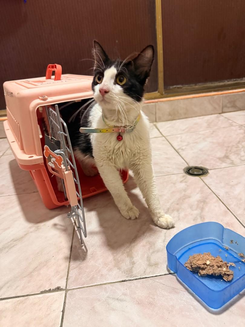 Gato · Mestizo · Negro y Blanco