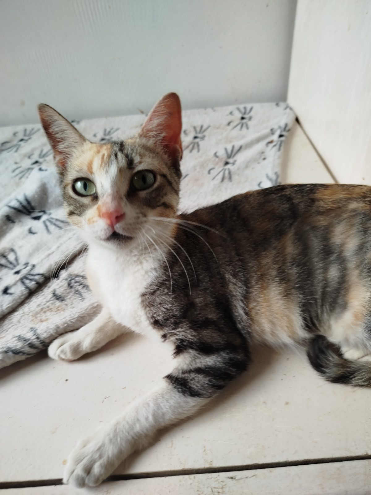 Gata · Mestiza · Tricolor