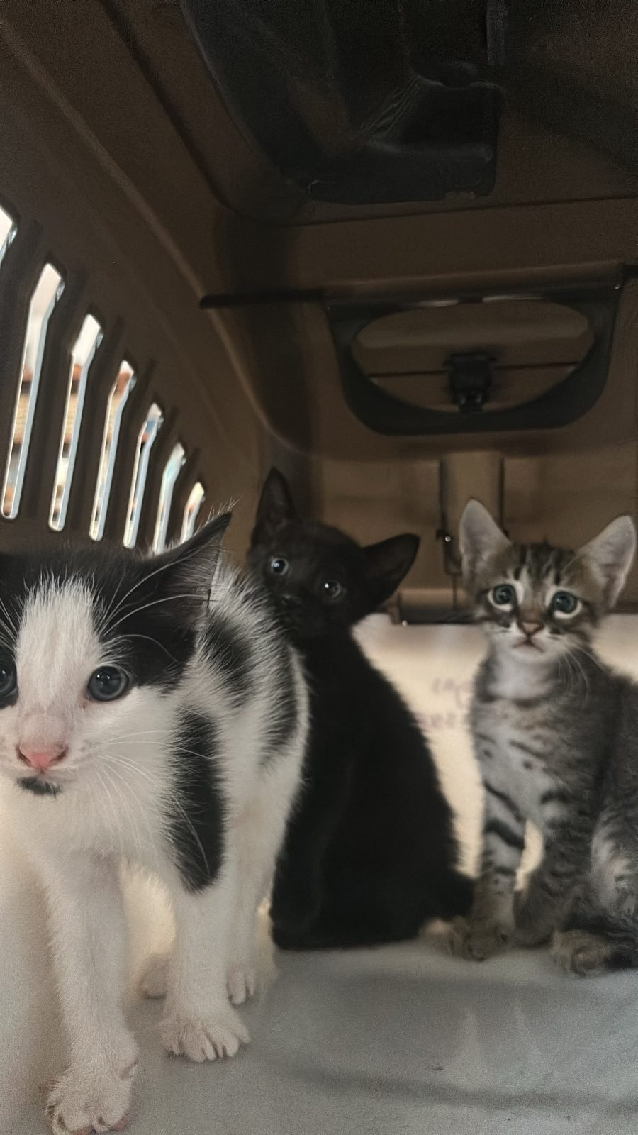 Gato · Mestizos · varios