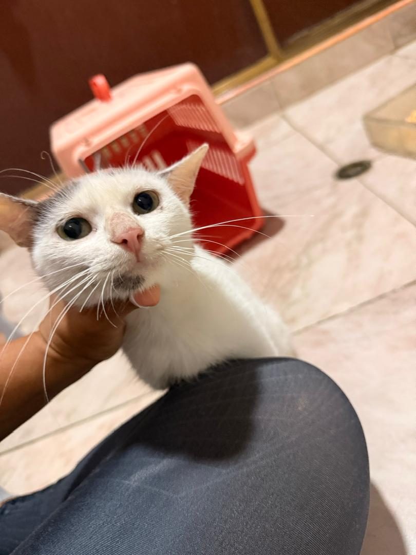 Gata · Mestiza · Blanca y gris
