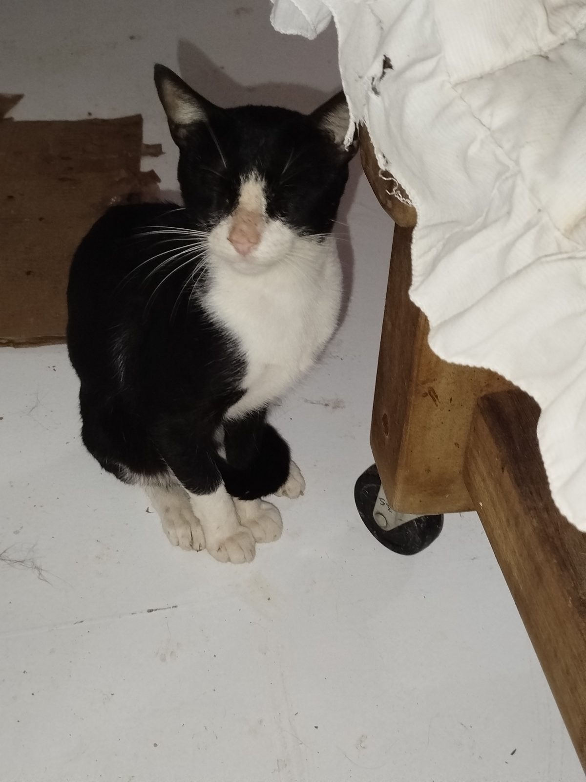 Gato · Mestizo · Negro y Blanco