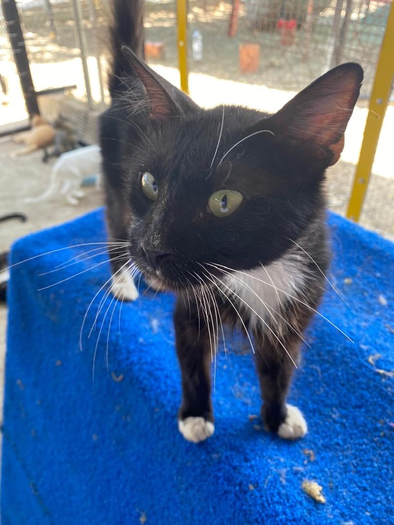 Gato · Mestizo · Negro