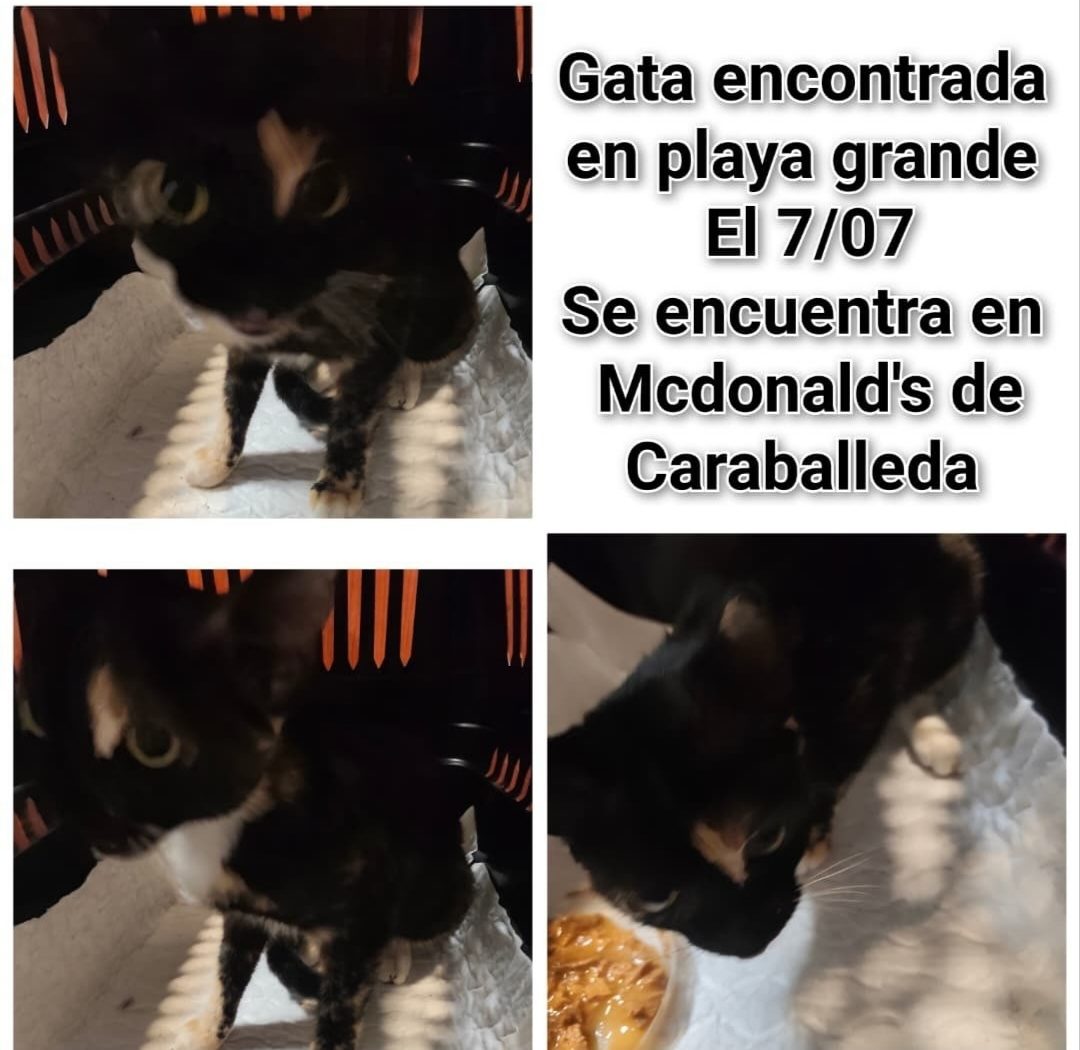 Gata · Mestizo · marron, negro y blanco