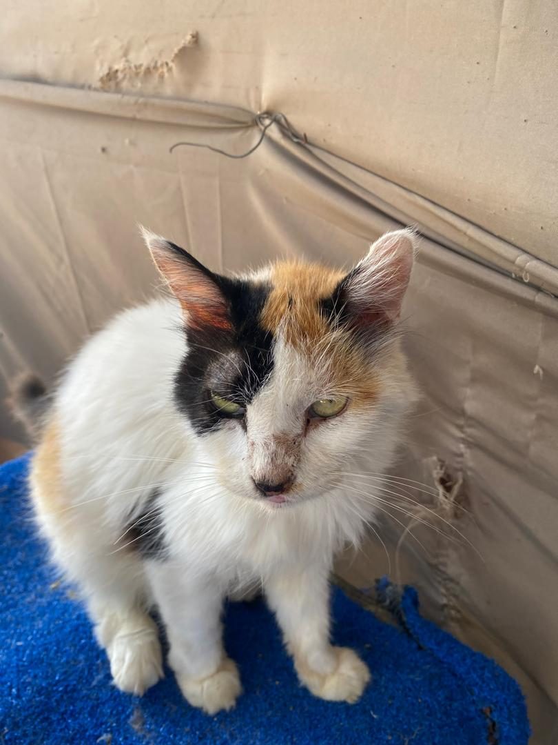 Gato · Calico · Tricolor