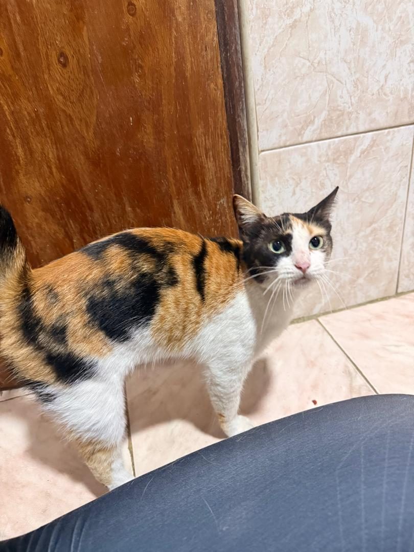 Gata · Mestiza
