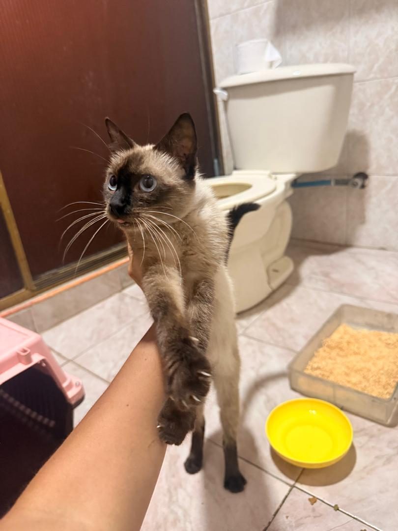 Gata · Siamés · beige y marrón tipo siames