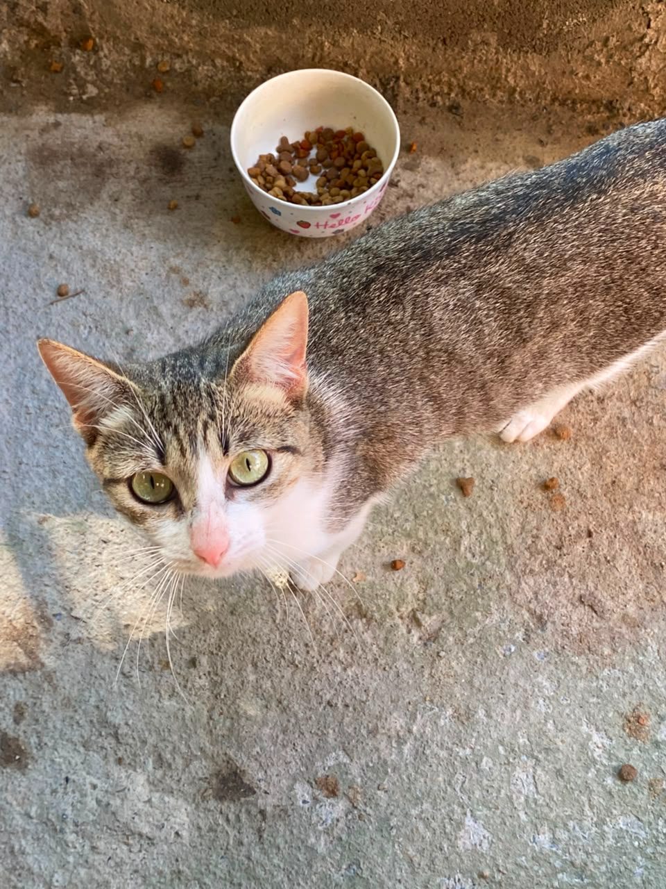 Gato · Mestizo · Atigrado con Blanco