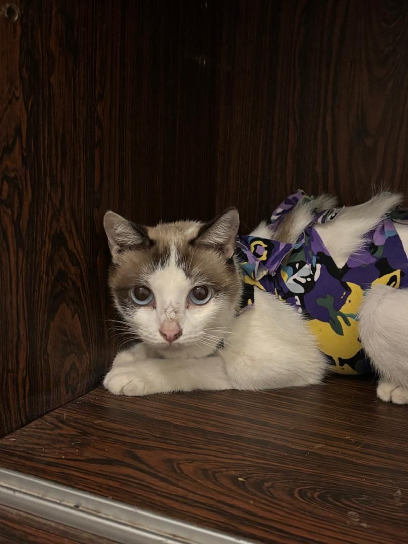 Gata · Mestiza · Blanca con marrón tipo siames
