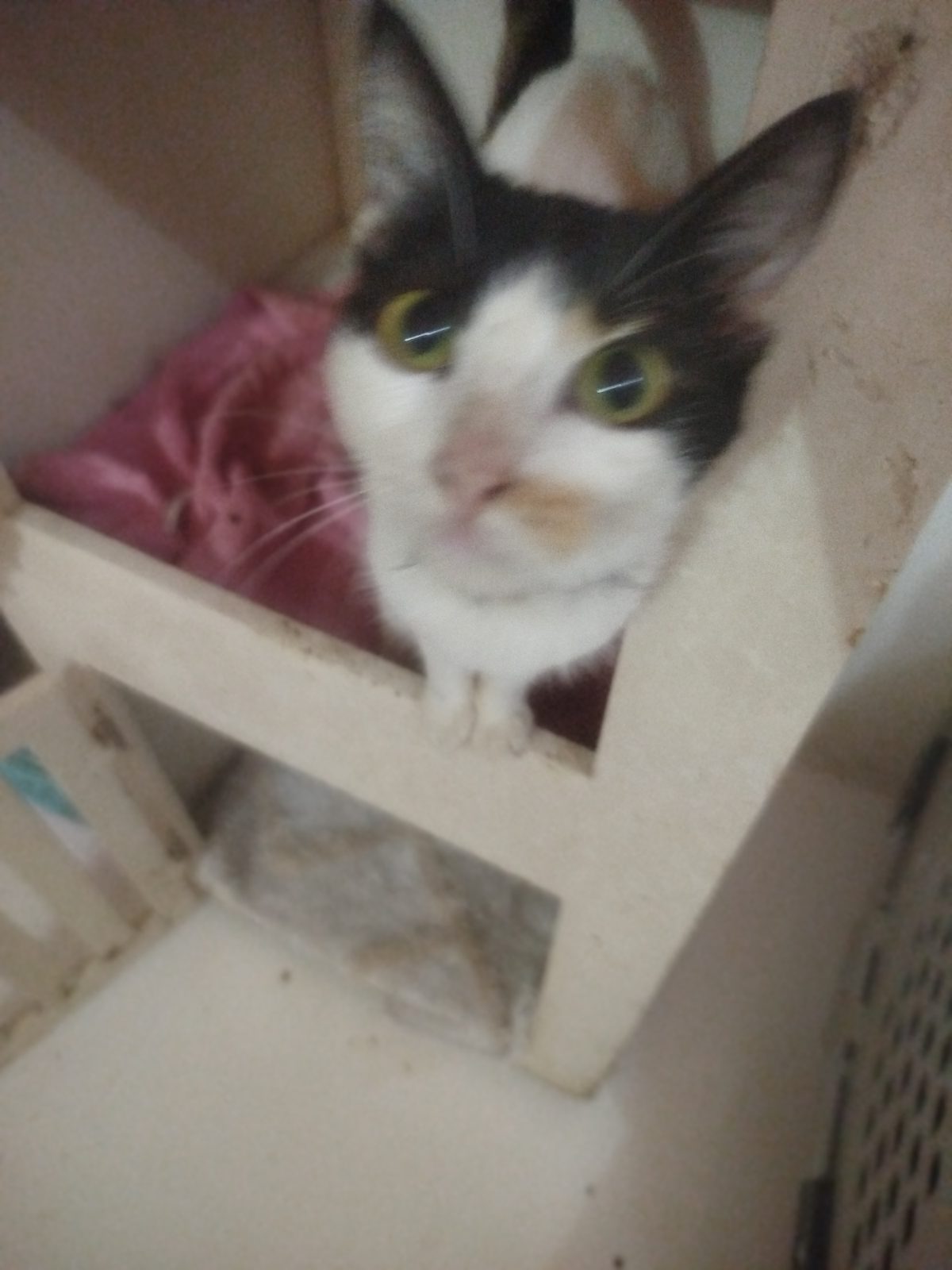 Gata · Mestiza · Blanco y Tricolor